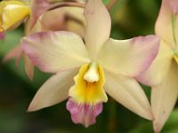 Dendrobium Orchidee - Sitio Litre Garten Puerto de la Cruz